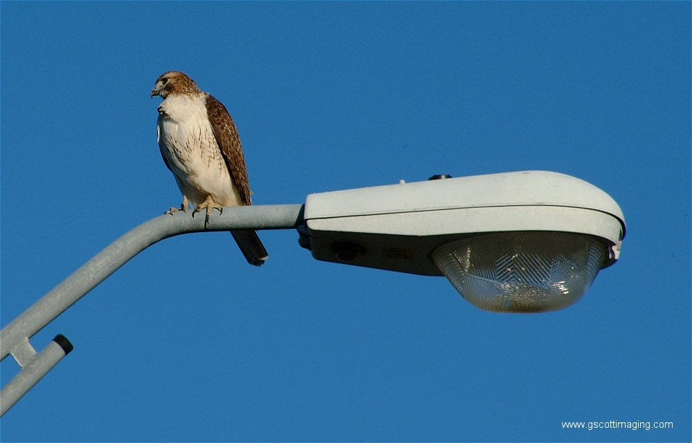 (01) Dscf1492.jpg   (1000x641)   380 Kb                                    Click to display next picture