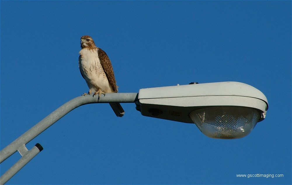 (02) Dscf1493.jpg   (1000x635)   377 Kb                                    Click to display next picture