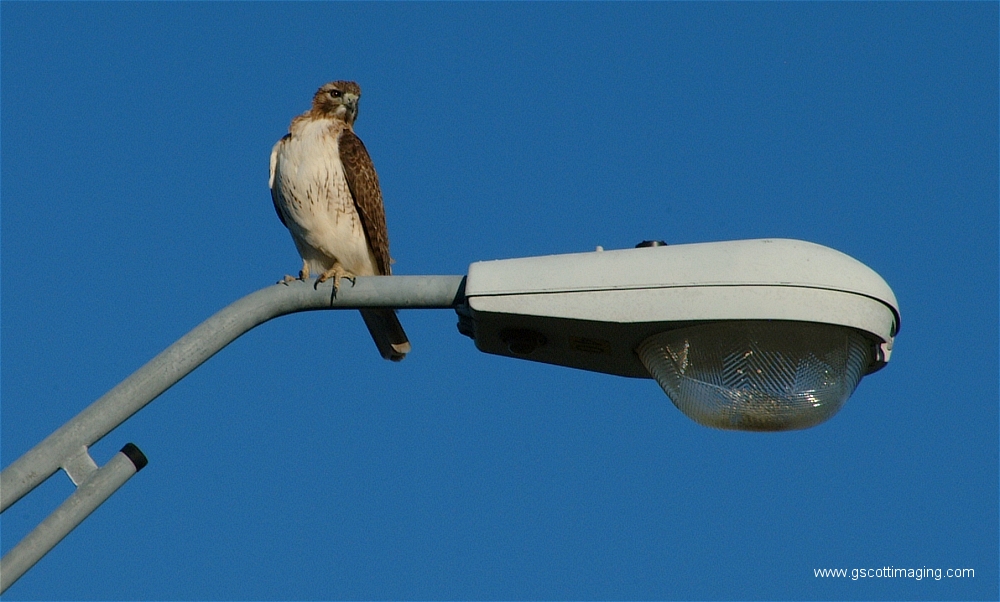 (03) Dscf1494.jpg   (1000x602)   360 Kb                                    Click to display next picture