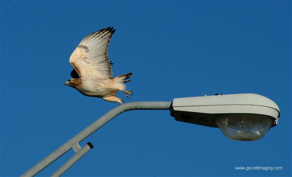 (04) Dscf1496.jpg   (1000x607)   373 Kb                                    Click to display next picture