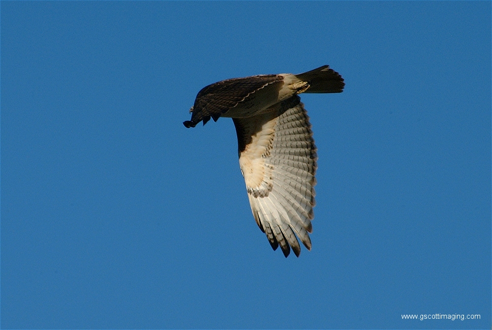 (05) Dscf1497.jpg   (1000x672)   388 Kb                                    Click to display next picture