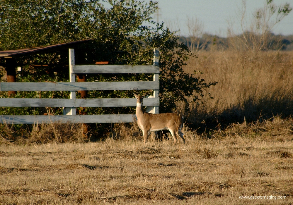 (06) Dscf1498.jpg   (1000x701)   693 Kb                                    Click to display next picture