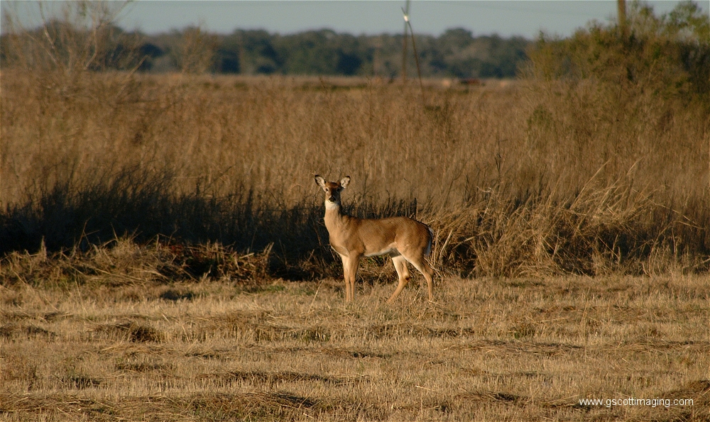 (07) Dscf1499.jpg   (1000x595)   540 Kb                                    Click to display next picture