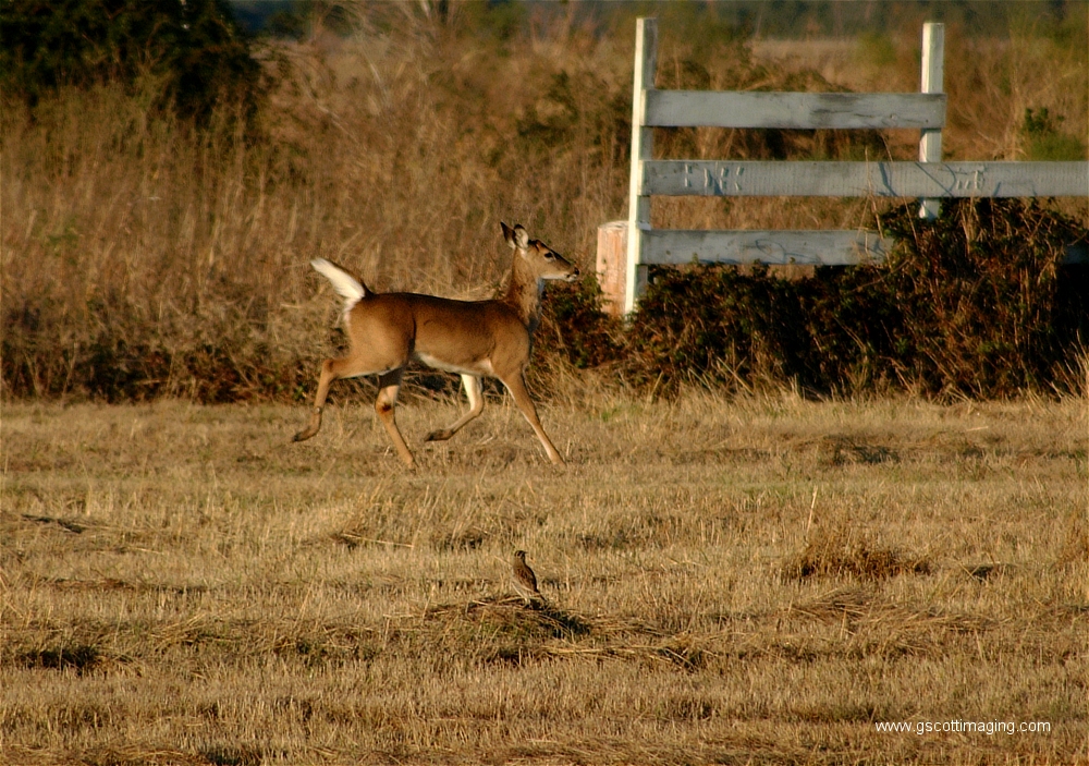 (08) Dscf1500.jpg   (1000x703)   634 Kb                                    Click to display next picture