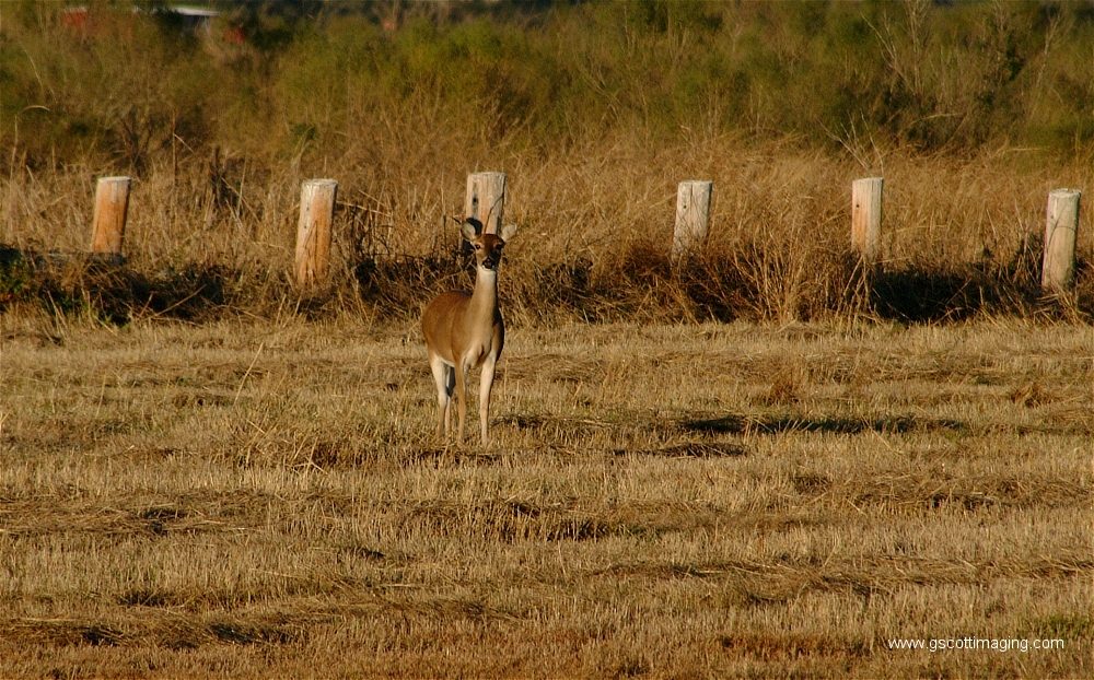 (09) Dscf1501.jpg   (1000x622)   638 Kb                                    Click to display next picture