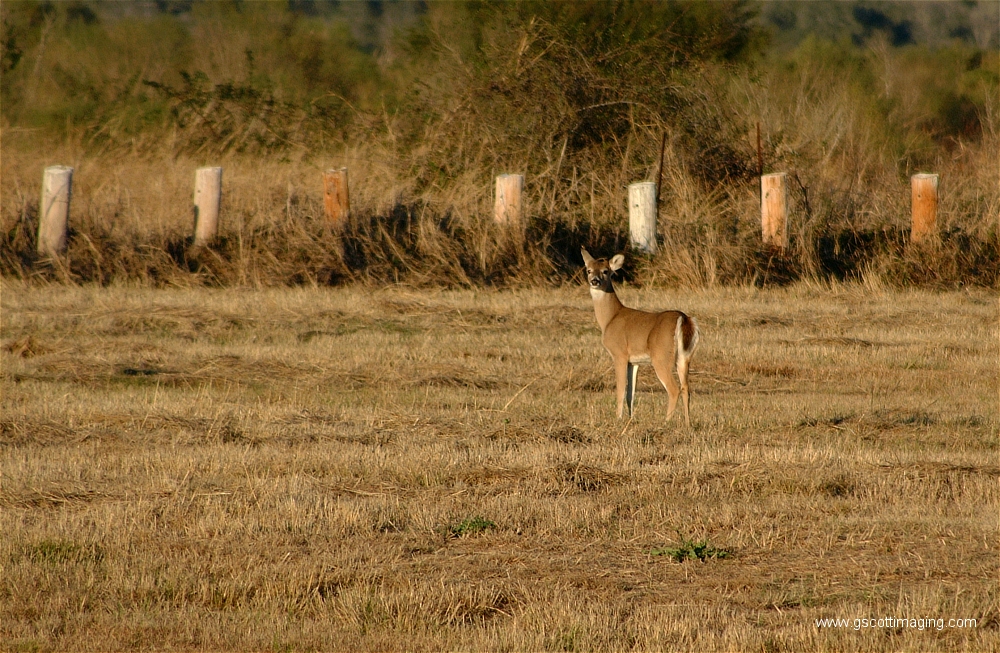 (10) Dscf1502.jpg   (1000x653)   636 Kb                                    Click to display next picture