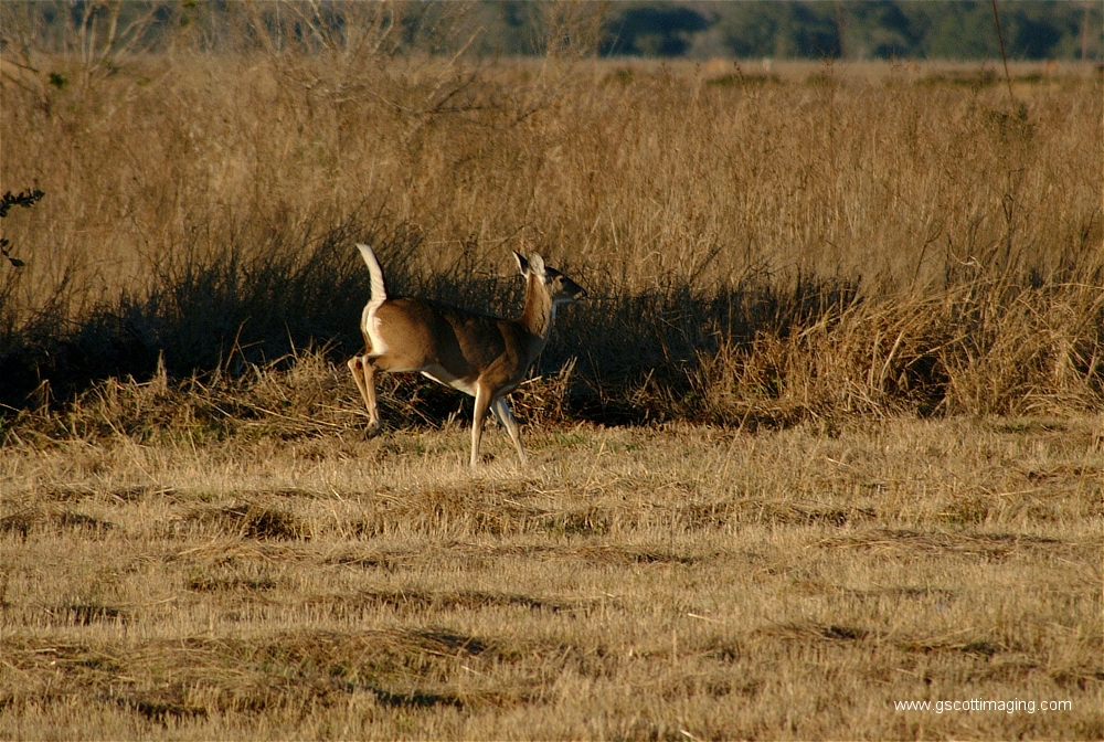 (11) Dscf1503.jpg   (1000x672)   639 Kb                                    Click to display next picture