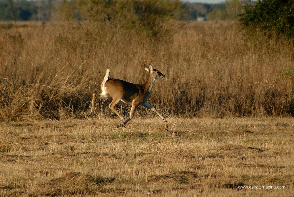 (12) Dscf1504.jpg   (1000x672)   651 Kb                                    Click to display next picture