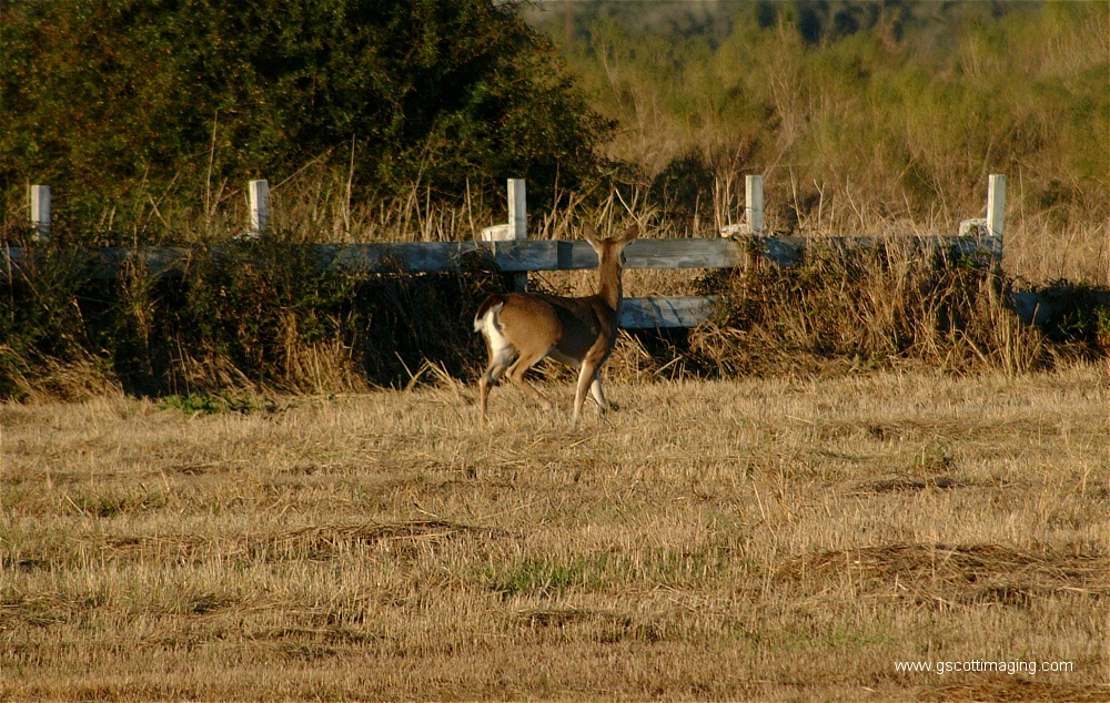 (13) Dscf1505.jpg   (1000x634)   652 Kb                                    Click to display next picture