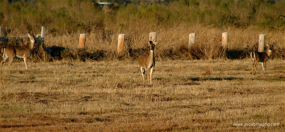 (14) Dscf1506.jpg   (1000x465)   498 Kb                                    Click to display next picture