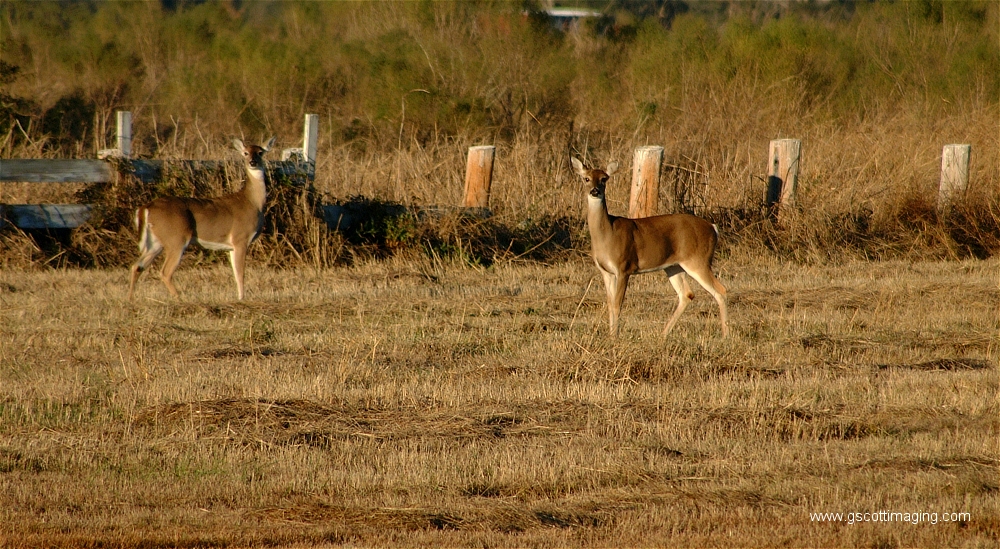 (15) Dscf1507.jpg   (1000x549)   575 Kb                                    Click to display next picture