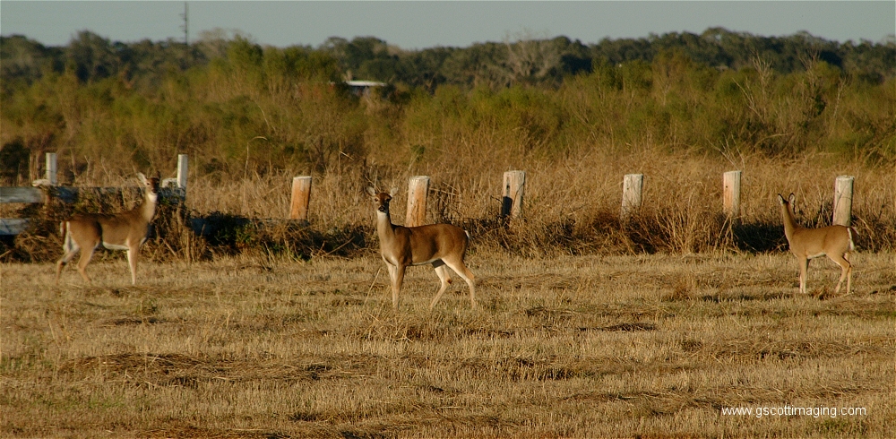 (16) Dscf1508.jpg   (1000x490)   480 Kb                                    Click to display next picture