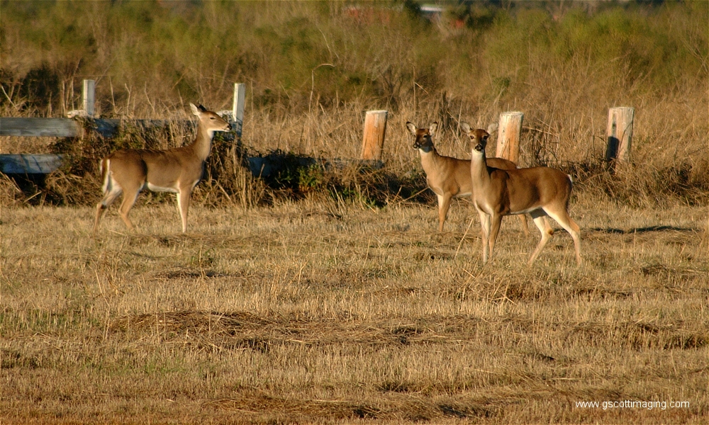 (17) Dscf1509.jpg   (1000x600)   600 Kb                                    Click to display next picture