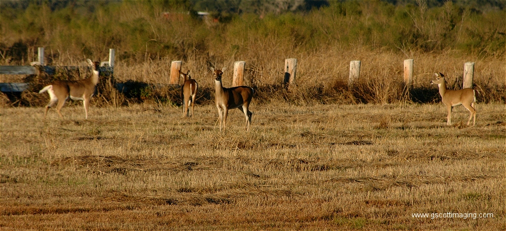 (18) Dscf1510.jpg   (1000x458)   486 Kb                                    Click to display next picture