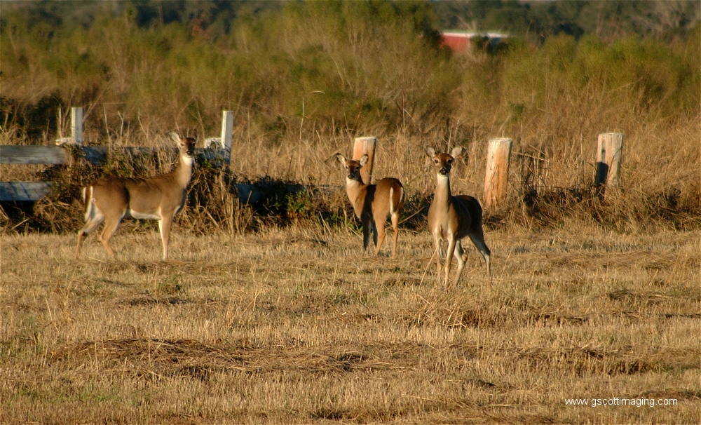 (19) Dscf1511.jpg   (1000x606)   581 Kb                                    Click to display next picture