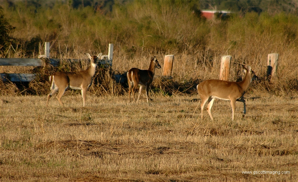 (20) Dscf1512.jpg   (1000x611)   617 Kb                                    Click to display next picture