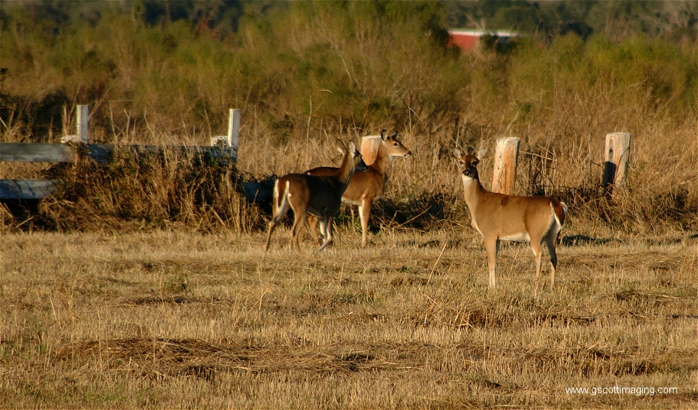 (21) Dscf1513.jpg   (1000x587)   589 Kb                                    Click to display next picture