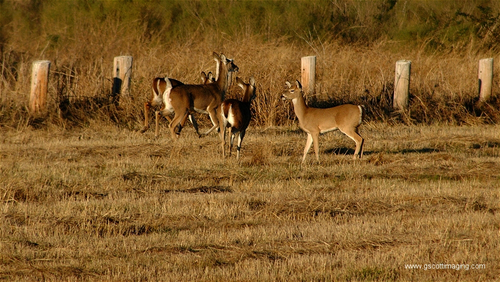 (22) Dscf1514.jpg   (1000x564)   587 Kb                                    Click to display next picture