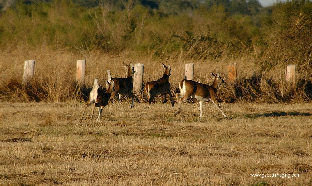 (23) Dscf1515.jpg   (1000x597)   576 Kb                                    Click to display next picture