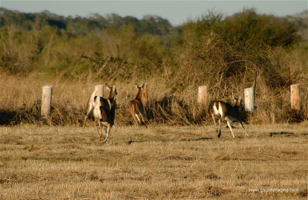 (24) Dscf1516.jpg   (1000x649)   570 Kb                                    Click to display next picture