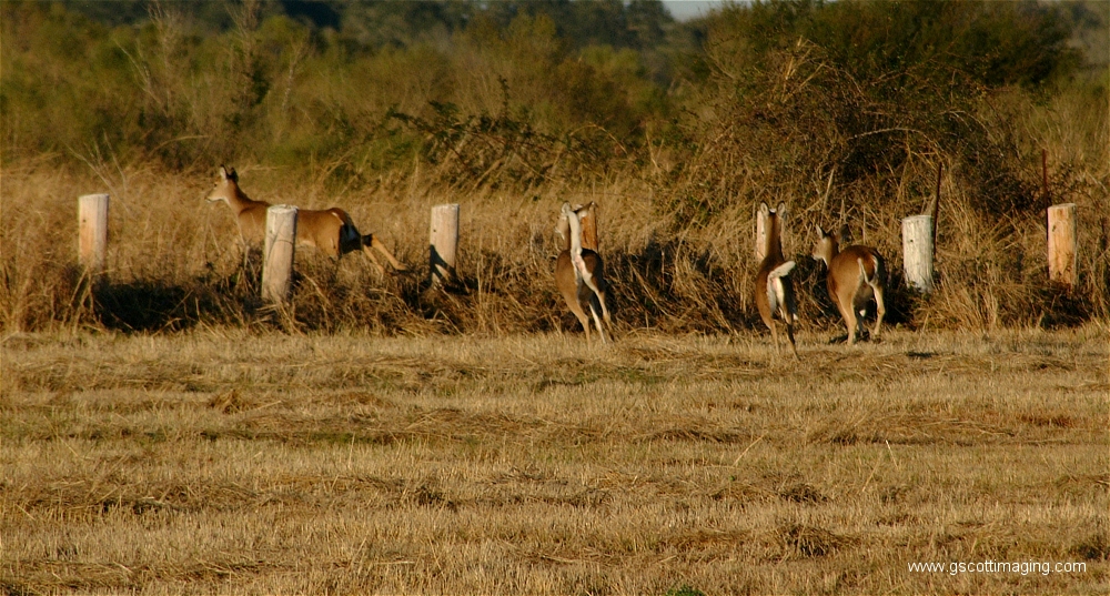 (25) Dscf1517.jpg   (1000x537)   529 Kb                                    Click to display next picture