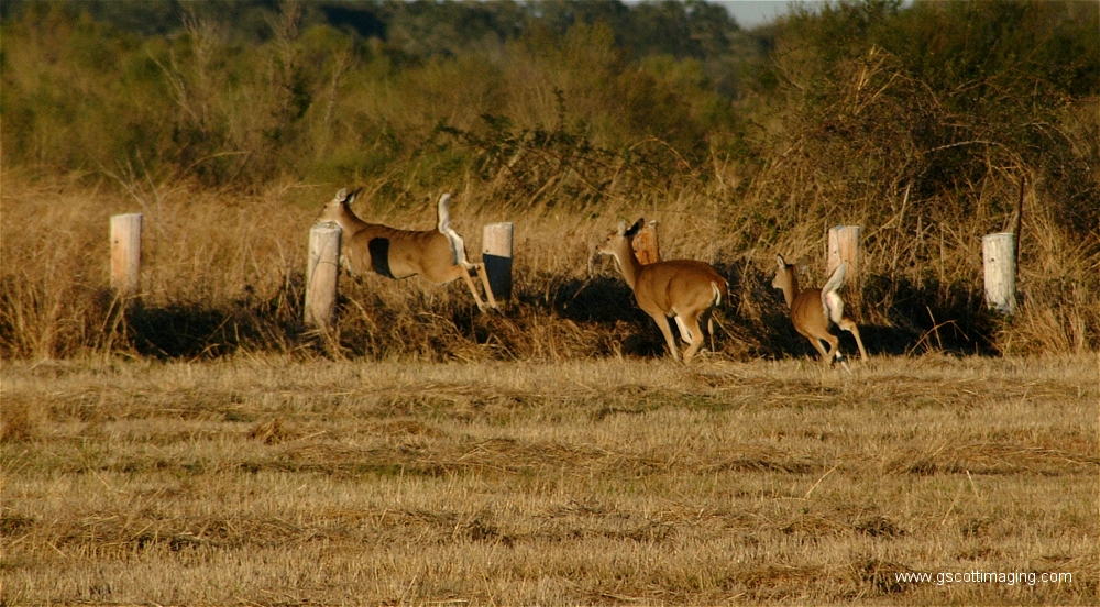 (26) Dscf1518.jpg   (1000x552)   508 Kb                                    Click to display next picture