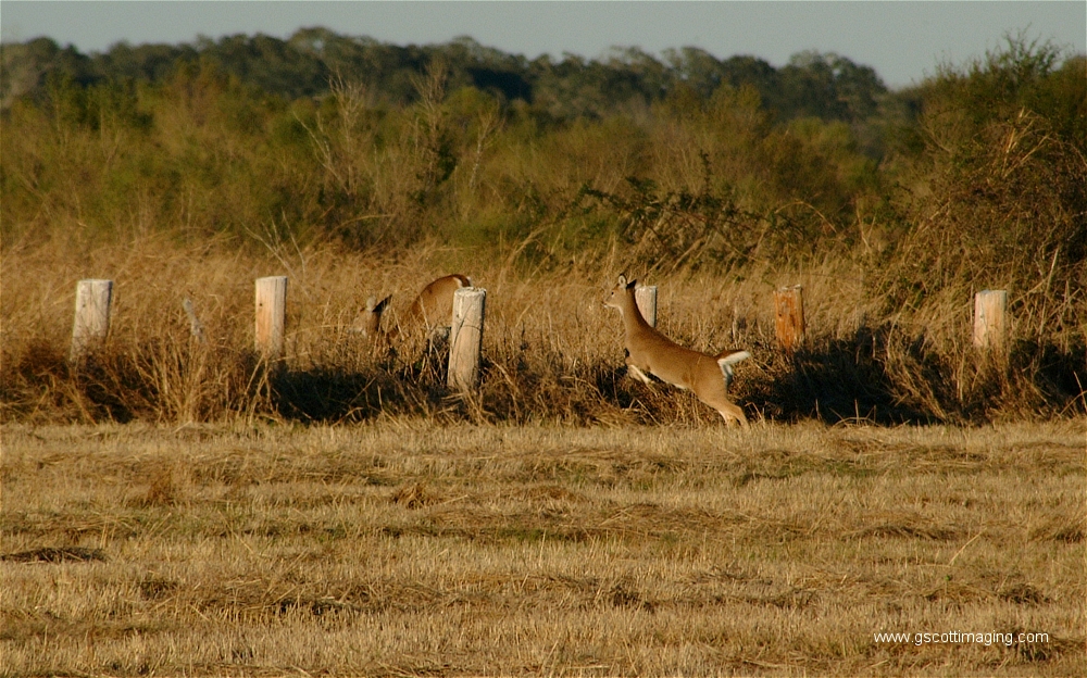 (27) Dscf1519.jpg   (1000x624)   565 Kb                                    Click to display next picture