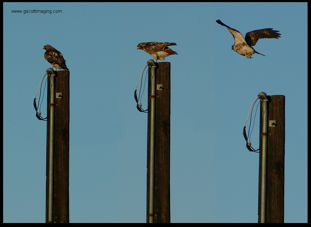 (28) hawk montage.jpg   (1000x730)   417 Kb                                    Click to display next picture