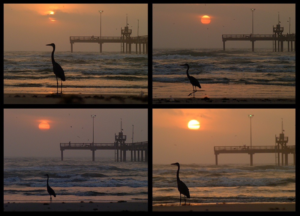 (19) BHP dawn montage.jpg   (1000x720)   237 Kb                                    Click to display next picture