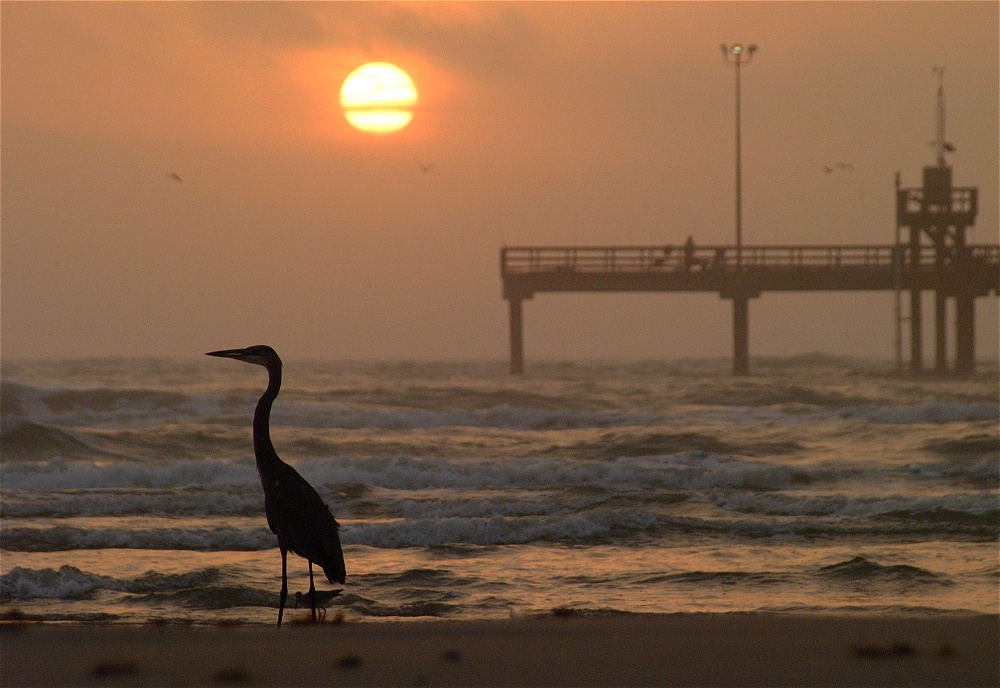 (20) Dscf8596.jpg   (1000x688)   222 Kb                                    Click to display next picture