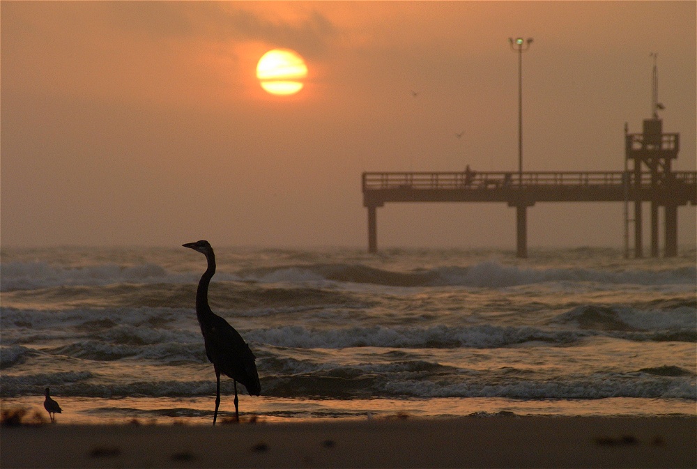 (21) Dscf8597.jpg   (1000x673)   219 Kb                                    Click to display next picture