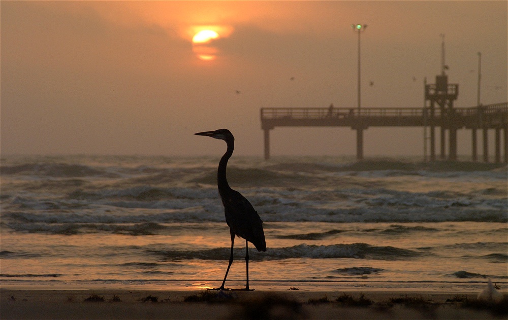 (22) Dscf8600.jpg   (1000x631)   195 Kb                                    Click to display next picture