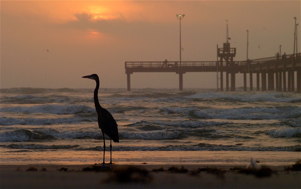 (23) Dscf8602.jpg   (1000x628)   219 Kb                                    Click to display next picture