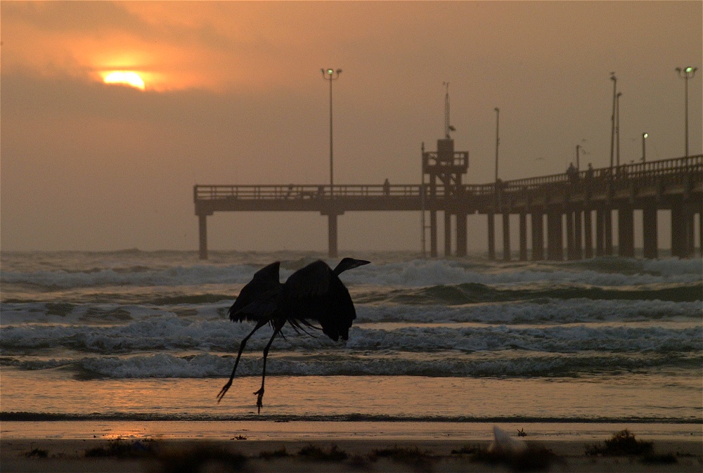 (24) Dscf8603.jpg   (1000x673)   234 Kb                                    Click to display next picture