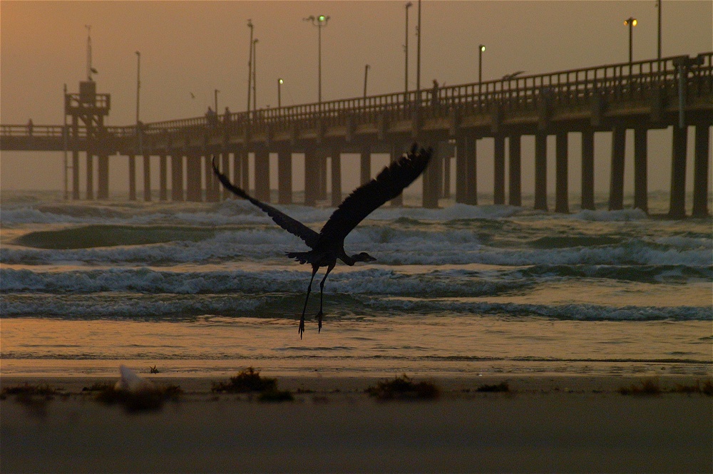 (25) Dscf8604.jpg   (1000x665)   264 Kb                                    Click to display next picture