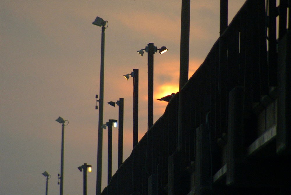 (36) Dscf8627.jpg   (1000x671)   196 Kb                                    Click to display next picture