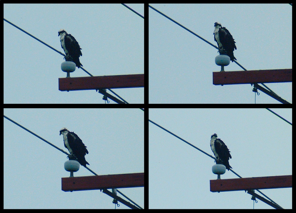 (01) osprey montage.jpg   (1000x720)   252 Kb                                    Click to display next picture