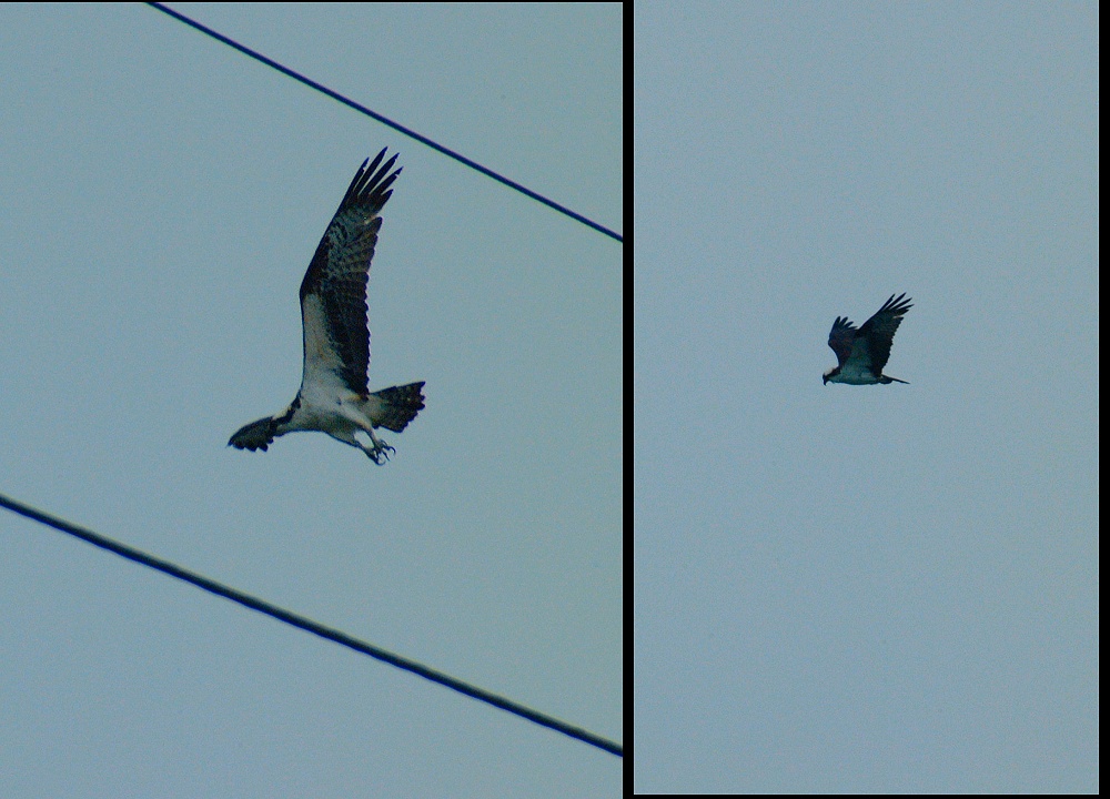 (02) osprey montage.jpg   (1000x720)   221 Kb                                    Click to display next picture