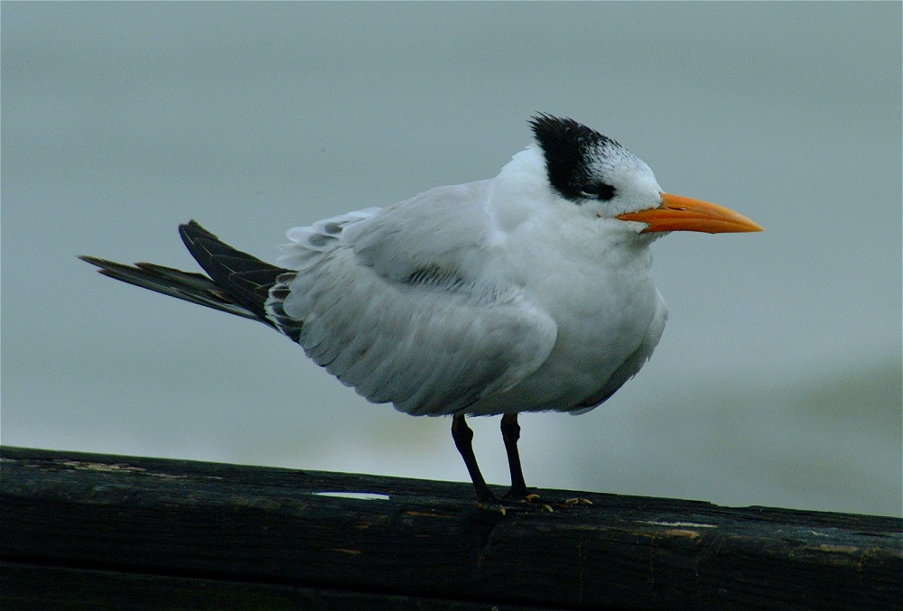 (04) Dscf0257 (oyster catcher).jpg   (1000x677)   201 Kb                                    Click to display next picture