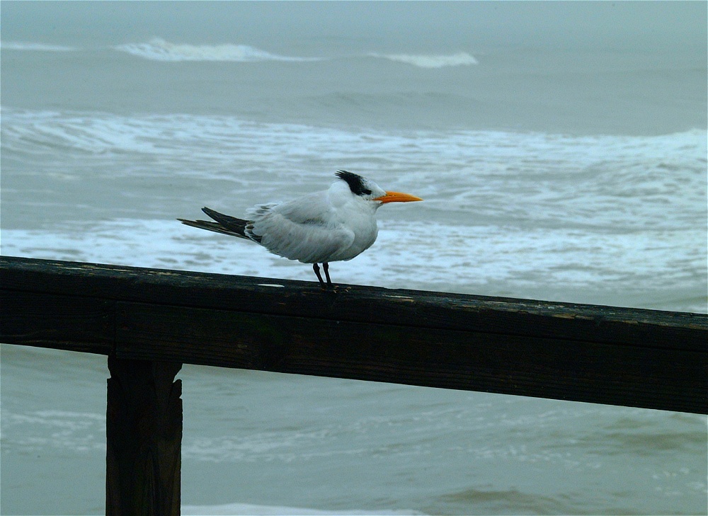 (05) Dscf0258 (oyster catcher).jpg   (1000x729)   228 Kb                                    Click to display next picture