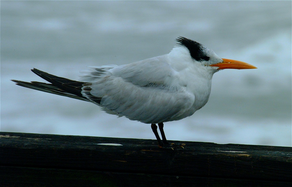 (06) Dscf0259 (oyster catcher).jpg   (1000x641)   191 Kb                                    Click to display next picture