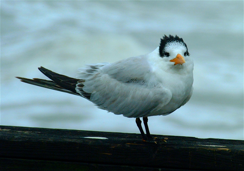 (07) Dscf0260 (oyster catcher).jpg   (1000x703)   230 Kb                                    Click to display next picture