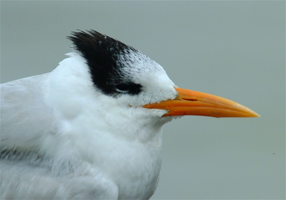 (08) Dscf0263 (oyster catcher).jpg   (1000x700)   204 Kb                                    Click to display next picture
