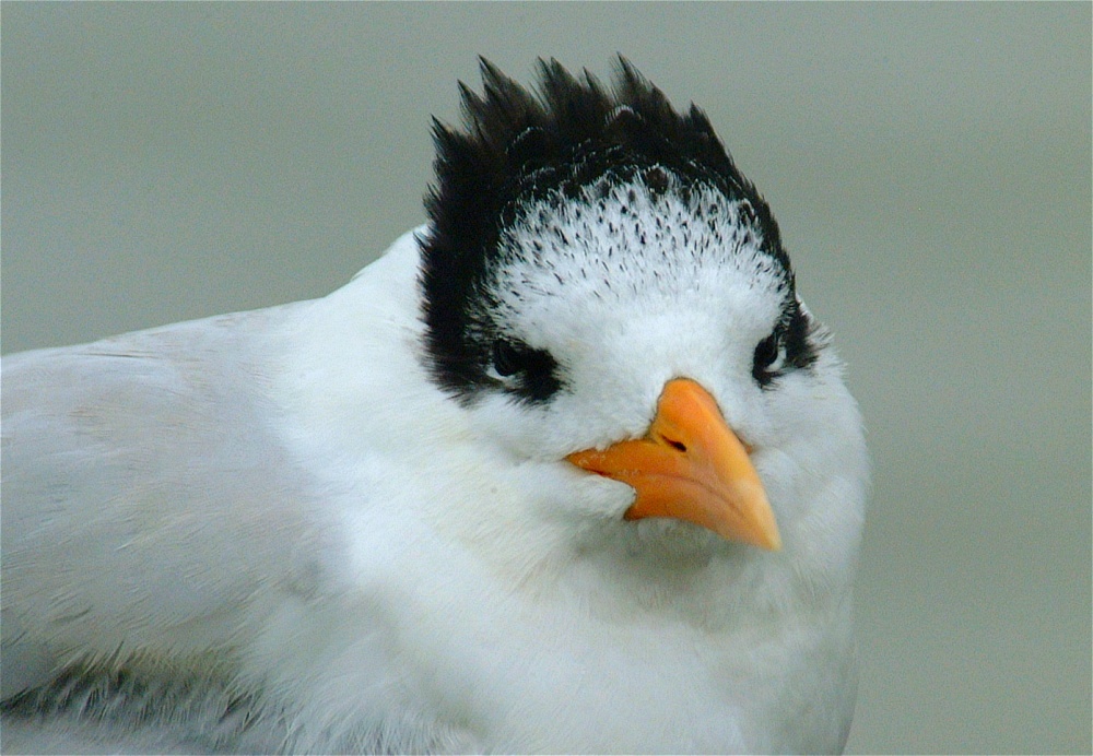 (09) Dscf0264 (oyster catcher).jpg   (1000x692)   236 Kb                                    Click to display next picture