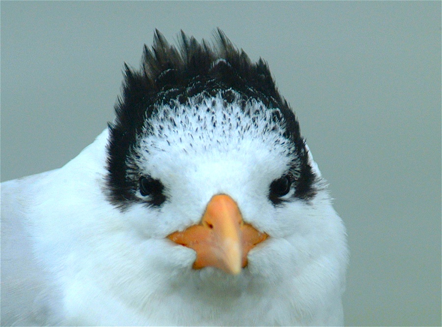 (10) Dscf0265 (oyster catcher).jpg   (900x667)   199 Kb                                    Click to display next picture