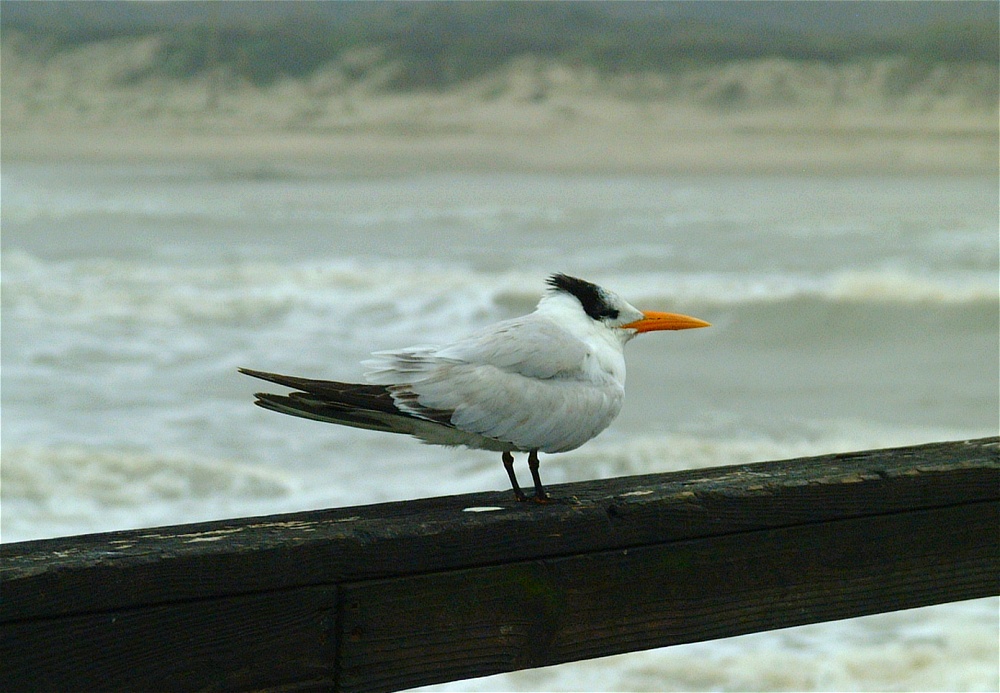 (11) Dscf0267 (oyster catcher).jpg   (1000x693)   235 Kb                                    Click to display next picture