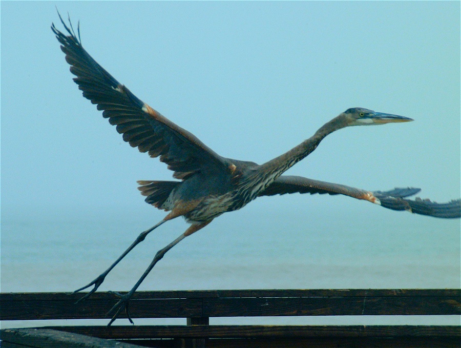 (14) Dscf0319 (great blue heron).jpg   (900x679)   210 Kb                                    Click to display next picture