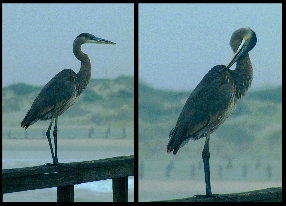 (15) great blue heron montage.jpg   (1000x720)   279 Kb                                    Click to display next picture