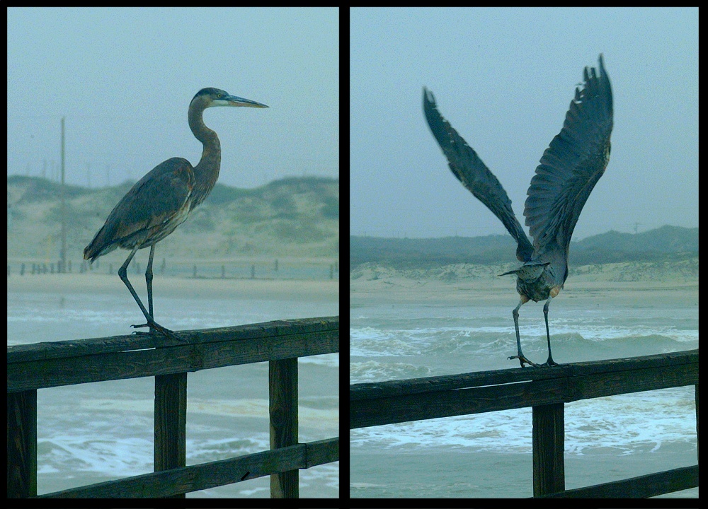 (16) great blue heron montage.jpg   (1000x720)   289 Kb                                    Click to display next picture