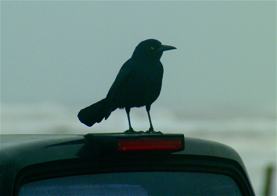 (19) Dscf0390.jpg   (900x636)   204 Kb                                    Click to display next picture